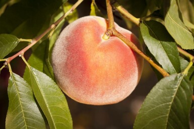 Prunus persica hoogstam 20/25