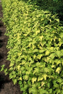 Blaasspirea Physocarpus opulifolius 'Dart's Gold' Struik 30-40 Pot C3 Physocarpus opulifolius 'Dart's Gold' struik 30-40 cm