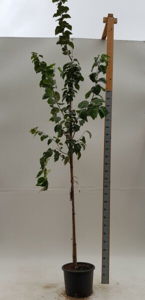 Prunus sargentii hoogstam 14/16