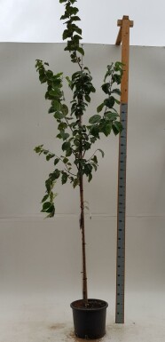 Prunus sargentii hoogstam 14/16
