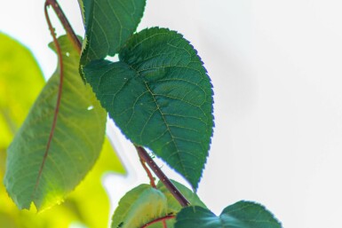 Prunus sargentii hoogstam 14/16