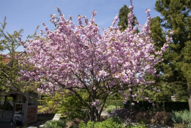 Prunus sargentii hoogstam 14/16