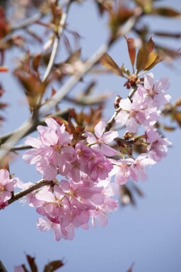 Prunus sargentii hoogstam 14/16