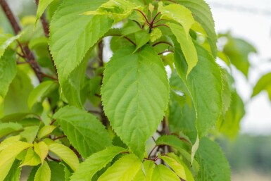 Prunus sargentii hoogstam 14/16