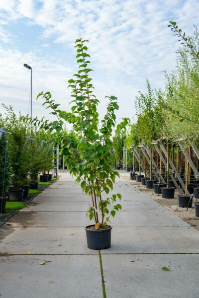 Prunus sargentii meerstammig 250-300