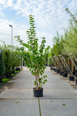 Prunus sargentii meerstammig 250-300