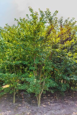 Prunus sargentii meerstammig 250-300