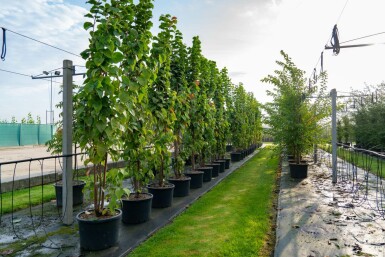 Prunus sargentii meerstammig 250-300