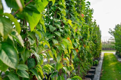 Prunus sargentii meerstammig 250-300