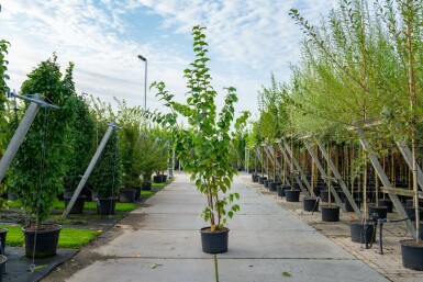 Prunus sargentii meerstammig 250-300