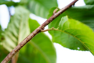 Prunus sargentii meerstammig 250-300