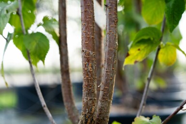 Prunus sargentii meerstammig 250-300