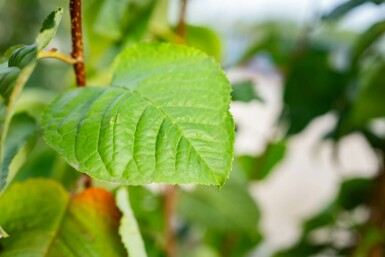 Prunus sargentii meerstammig 250-300