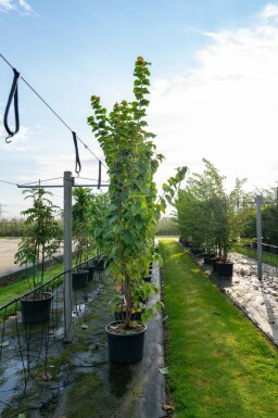 Prunus sargentii meerstammig 250-300