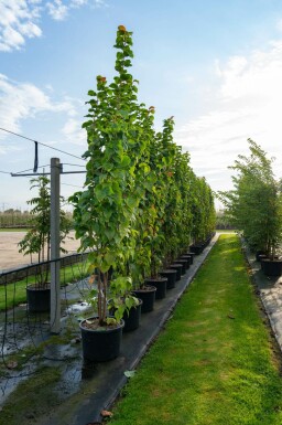 Prunus sargentii meerstammig 250-300