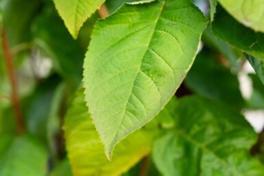 Prunus sargentii meerstammig 250-300