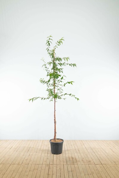 Prunus serrula hoogstam 6/8