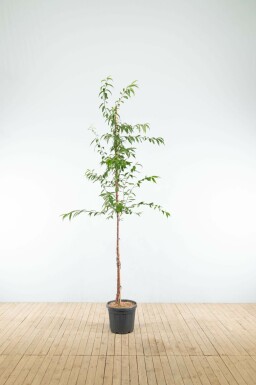 Tibetkers Prunus serrula Hoogstam Prunus serrula hoogstam