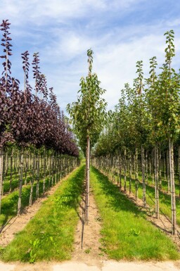 Prunus serrula hoogstam 6/8