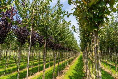 Prunus serrula hoogstam 6/8