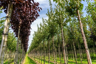 Prunus serrula hoogstam 6/8