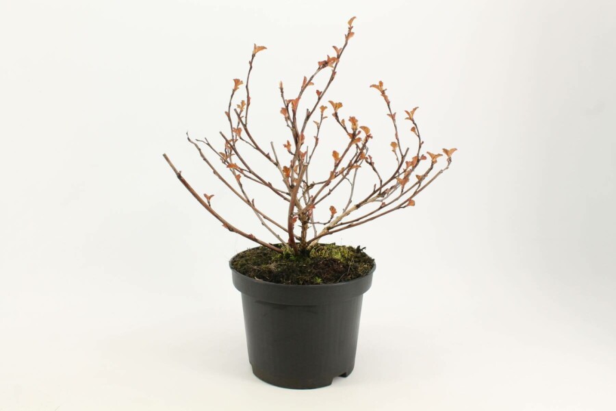 Blaasspirea Physocarpus opulifolius 'Diabolo' Struik 30-40 Pot C3 Physocarpus opulifolius 'Diabolo' struik 30-40 cm