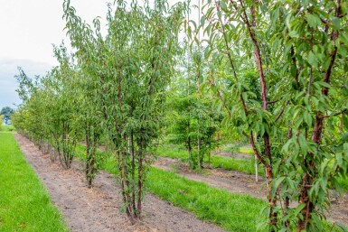 Prunus serrula meerstammig 300-350