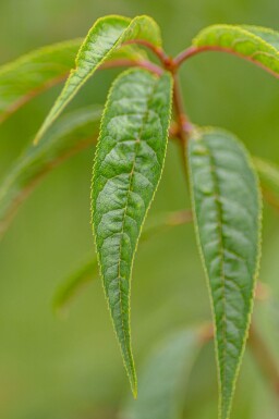 Prunus serrula meerstammig 300-350