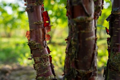 Prunus serrula meerstammig 300-350