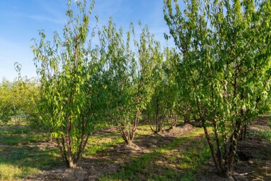 Prunus serrula meerstammig 300-350