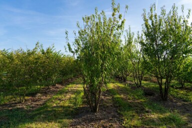 Prunus serrula meerstammig 300-350