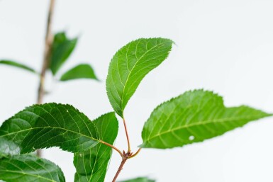 Prunus serrulata 'Amanogawa' hoogstam 10/12