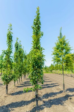 Sierkers Prunus serrulata 'Amanogawa' Beveerd Prunus serrulata 'Amanogawa' beveerd