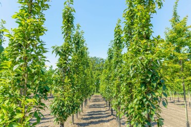 Prunus serrulata 'Amanogawa' beveerd 10/12