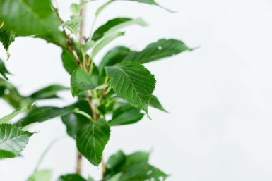 Prunus serrulata 'Amanogawa' beveerd 10/12