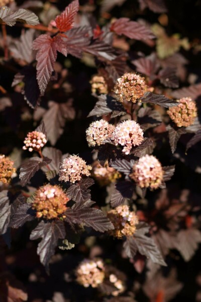 Blaasspirea Physocarpus opulifolius 'Lady in Red' Struik 30-40 Pot C3 Physocarpus opulifolius 'Lady in Red' struik 30-40 cm