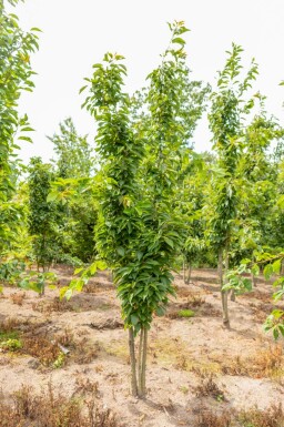 Sierkers Prunus serrulata 'Amanogawa' Meerstammig Prunus serrulata 'Amanogawa' meerstammig