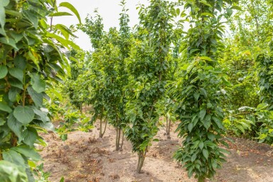 Sierkers Prunus serrulata 'Amanogawa' Meerstammig Prunus serrulata 'Amanogawa' meerstammig