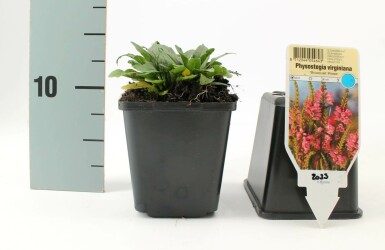 Scharnierbloem Physostegia virginiana 'Bouquet Rose' 5-10 Pot P9 Physostegia virginiana 'Bouquet Rose'