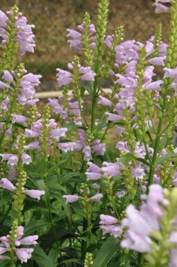 Scharnierbloem Physostegia virginiana 'Bouquet Rose' 5-10 Pot P9