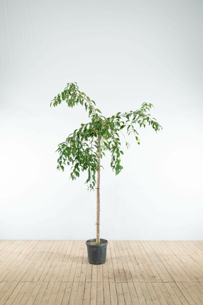 Prunus serrulata 'Kiku-shidare-zakura' hoogstam