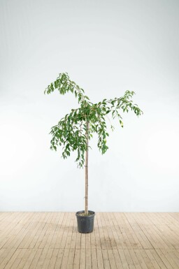 Prunus serrulata 'Kiku-shidare-zakura' hoogstam