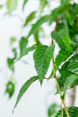 Prunus serrulata 'Kiku-shidare-zakura' hoogstam