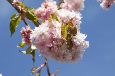 Prunus serrulata 'Kiku-shidare-zakura' hoogstam