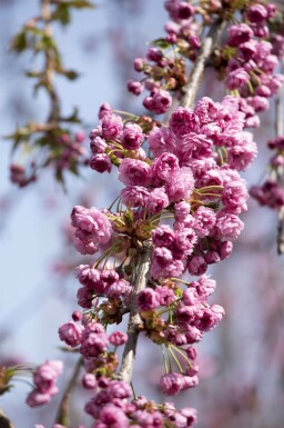 Prunus serrulata 'Kiku-shidare-zakura' hoogstam