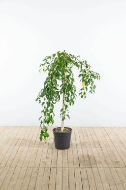 Treursierkers Prunus serrulata 'Kiku-shidare-zakura' Halfstam Prunus serrulata 'Kiku-shidare-zakura' halfstam