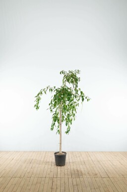 Treursierkers Prunus serrulata 'Kiku-shidare-zakura' Halfstam Prunus serrulata 'Kiku-shidare-zakura' halfstam