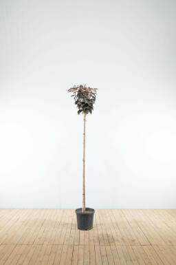 Prunus serrulata 'Royal Burgundy' hoogstam 10/12 225cm stam