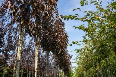 Roodbladige Japanse sierkers Prunus serrulata 'Royal Burgundy' Hoogstam P Prunus serrulata 'Royal Burgundy' hoogstam 180 cm