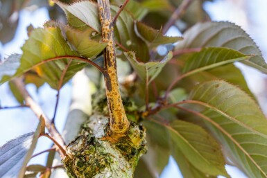 Roodbladige Japanse sierkers Prunus serrulata 'Royal Burgundy' Hoogstam P Prunus serrulata 'Royal Burgundy' hoogstam 180 cm
